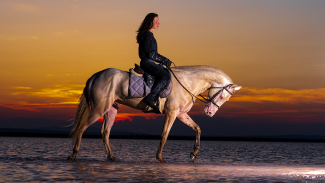Akhal Teke horses are being preserved in Ankara