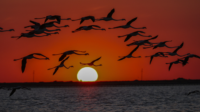 Artificial flamingo island in Gediz Delta welcomes thousands of chicks in Turkiye's Izmir