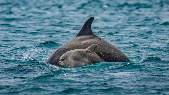 Stunning dolphin display in the Bosphorus