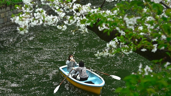 People enjoy the last cherry blossom season in Tokyo