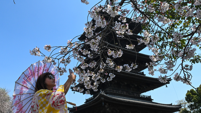 Record tourist numbers surge into Kyoto for 2026 cherry blossoms