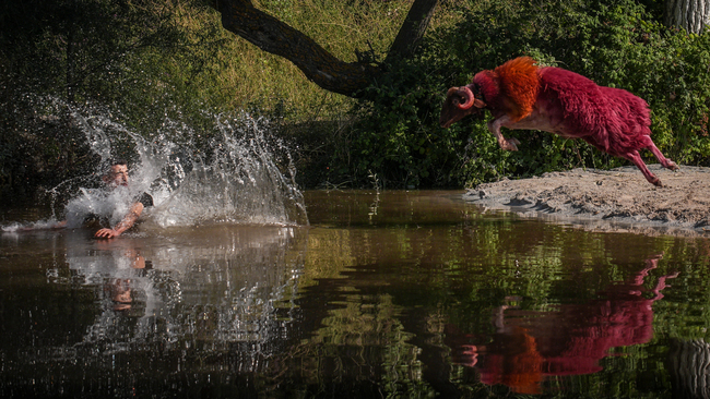 Shepherds and adorned sheep compete in Turkiye's 853-year-old river crossing contest